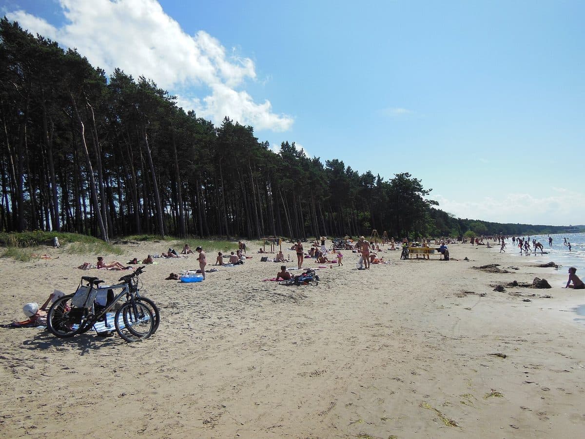 Pine forest meeting the sand at Pirita beach outside Tallinn